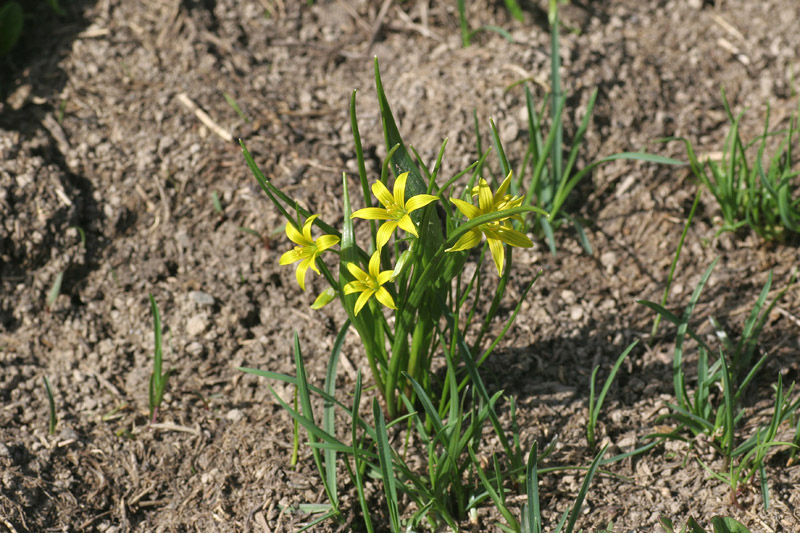 Gagea minima / Cipollaccio minore